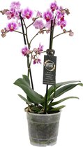 Orchidee van Botanicly – Vlinder orchidee – Hoogte: 45 cm, 1 tak – Phalaenopsis Pixie