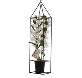 Orchidee van Botanicly – Bamboe Orchidee – Hoogte: 78 cm, 2 takken – Dendrobium nobile Kumiko