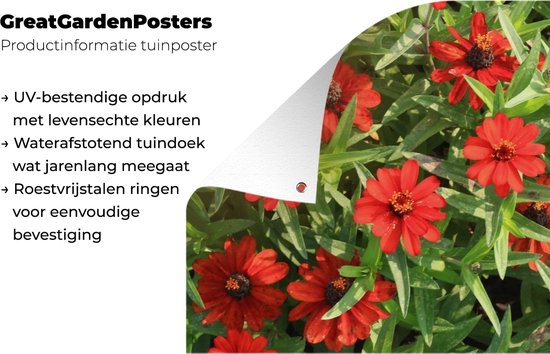 Affiche de jardin Fleurs de zinnia rouge pendant un après-midi ensoleillé 120x80 cm - Toile de jardin / Toile d'extérieur / Peintures pour l'extérieur (décoration de jardin)