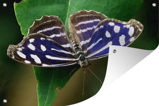 Blauwe Golf vlinder - Tuinposter