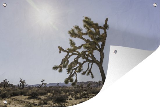 Tuinposter - Tuindoek - Tuinposters buiten - Woestijn met bomen - 120x80 cm - Tuin