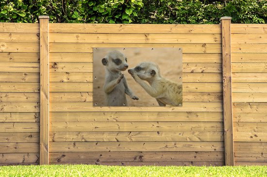 Affiche de jardin de deux suricates en vrac