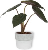 Kamerplant Alocasia Wentii - Olifantsoor - ± 30cm hoog – 12cm diameter - in betonnen witte pot