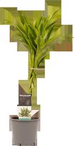 Decorum Dracaena Sandriana Gold - Kamerplant - Geluksbamboe - 45cm - ø12cm