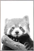 JUNIQE - Poster met kunststof lijst Red Panda -40x60 /Wit & Zwart