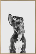 JUNIQE - Poster met kunststof lijst  Wit|Hond – Zwart  -20x30 /Grijs &