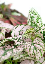 Polka dot plant  Ø9cm  Hypoestes  Flamingo Plant