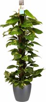 Scindapsus Mosstok 120 cm met Elho brussels antracite ↨ 120cm - hoge kwaliteit planten
