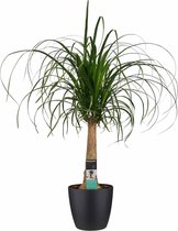 Beaucarnea Recht met Elho brussels black ↨ 70cm - hoge kwaliteit planten