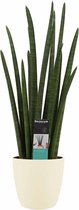 Sansevieria Cylindrica rocket met Elho brussels soap ↨ 60cm - hoge kwaliteit planten