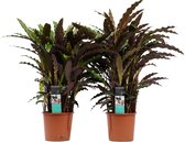 Duo Calathea Elgergrass ↨ 50cm - 2 stuks - hoge kwaliteit planten