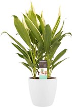 Cordyline new Conga met Elho brussels white ↨ 60cm - hoge kwaliteit planten