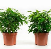 Ficus Green Kinky ↨ 28cm - 4 stuks - hoge kwaliteit planten