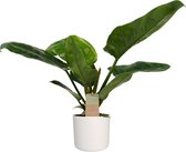 Philodendron Imperial Green Feel Green met Elho B.for soft white ↨ 45cm - hoge kwaliteit planten