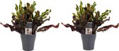 Duo Croton Mammi 3pp kopstek met sierpot Anna grey ↨ 25cm - 2 stuks - hoge kwaliteit planten