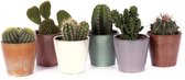 Cactus mix in Avignon sierpot ↨ 18cm - 6 stuks - hoge kwaliteit planten