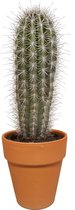 Pachycereus pringlei in terracotta pot | Olifantencactus | 1 stuk | Ø 18 cm |  30 - 40 cm
