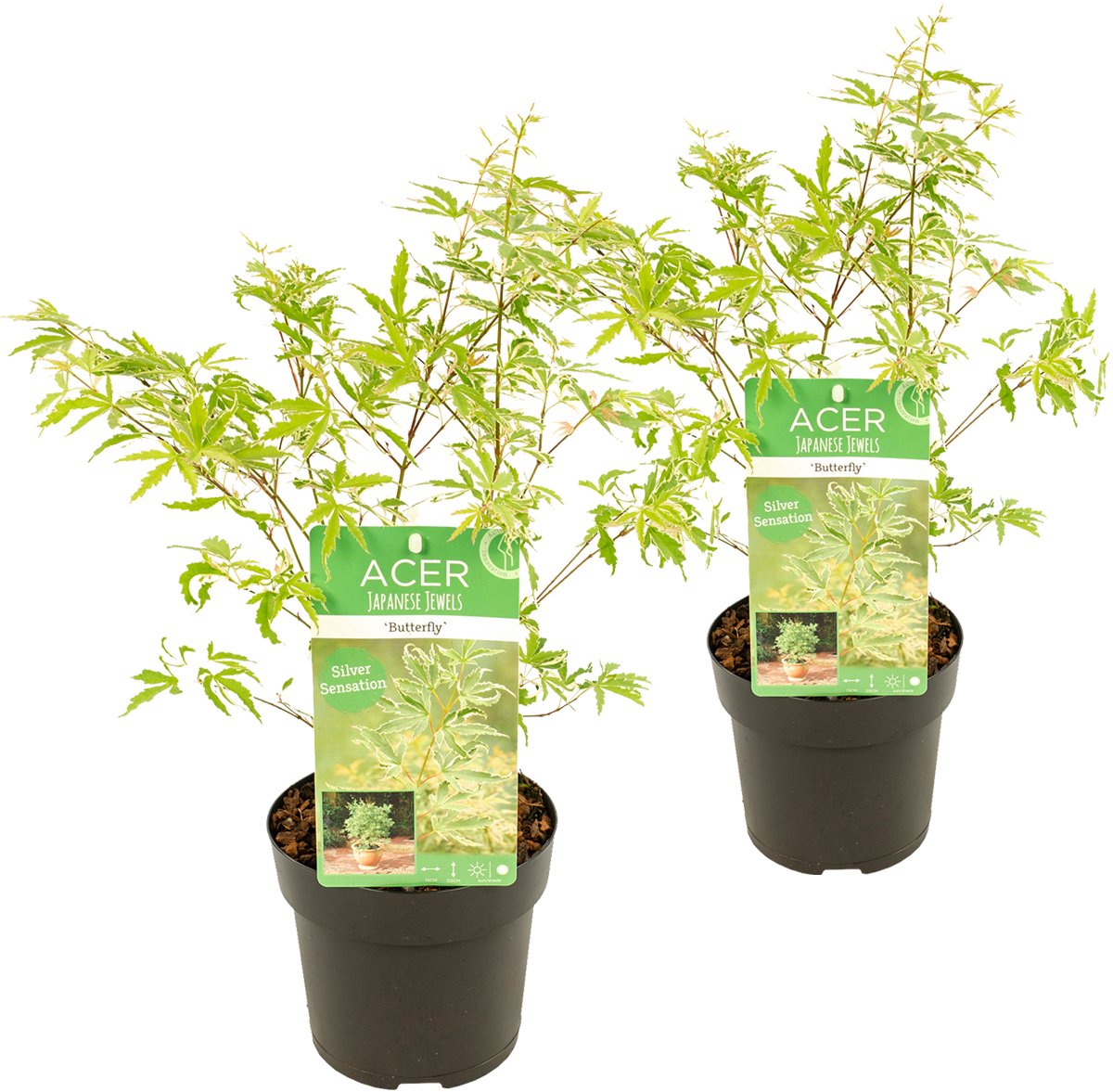 Bloomique - Set van 2 - Acer Palmatum Butterfly - Japanse Esdoorn - Bont Blad - Tuinplanten - Winterhard - Hoogte 40-50 cm - Pot 15 cm