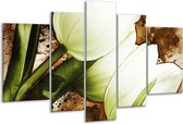 Glasschilderij Tulpen - Groen, Wit, Bruin - 170x100cm 5Luik - Foto Op Glas - Geen Acrylglas Schilderij - 6000+ Glasschilderijen Collectie - Wanddecoratie