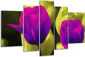 Glasschilderij Tulp - Paars, Groen, Wit - 170x100cm 5Luik - Foto Op Glas - Geen Acrylglas Schilderij - 6000+ Glasschilderijen Collectie - Wanddecoratie
