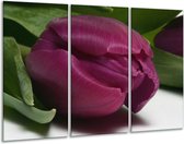 Glasschilderij Tulp - Paars, Groen, Wit - 120x80cm 3Luik - Foto Op Glas - Geen Acrylglas Schilderij - GroepArt 6000+ Glas Art Collectie - Maatwerk Mogelijk