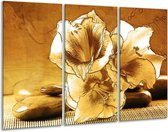 Glasschilderij Bloem - Bruin - 120x80cm 3Luik - Foto Op Glas - Geen Acrylglas Schilderij - GroepArt 6000+ Glas Art Collectie - Maatwerk Mogelijk