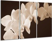 Peinture sur verre d'orchidée | Sépia, Marron | 120x80cm 3 Liège | Tirage photo sur verre |  F001928
