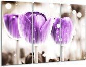 Glasschilderij Tulp - Paars, Wit - 120x80cm 3Luik - Foto Op Glas - Geen Acrylglas Schilderij - GroepArt 6000+ Glas Art Collectie - Maatwerk Mogelijk