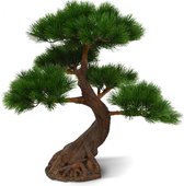 Pinus Bonsai x5 Deluxe 80 cm op voet UV