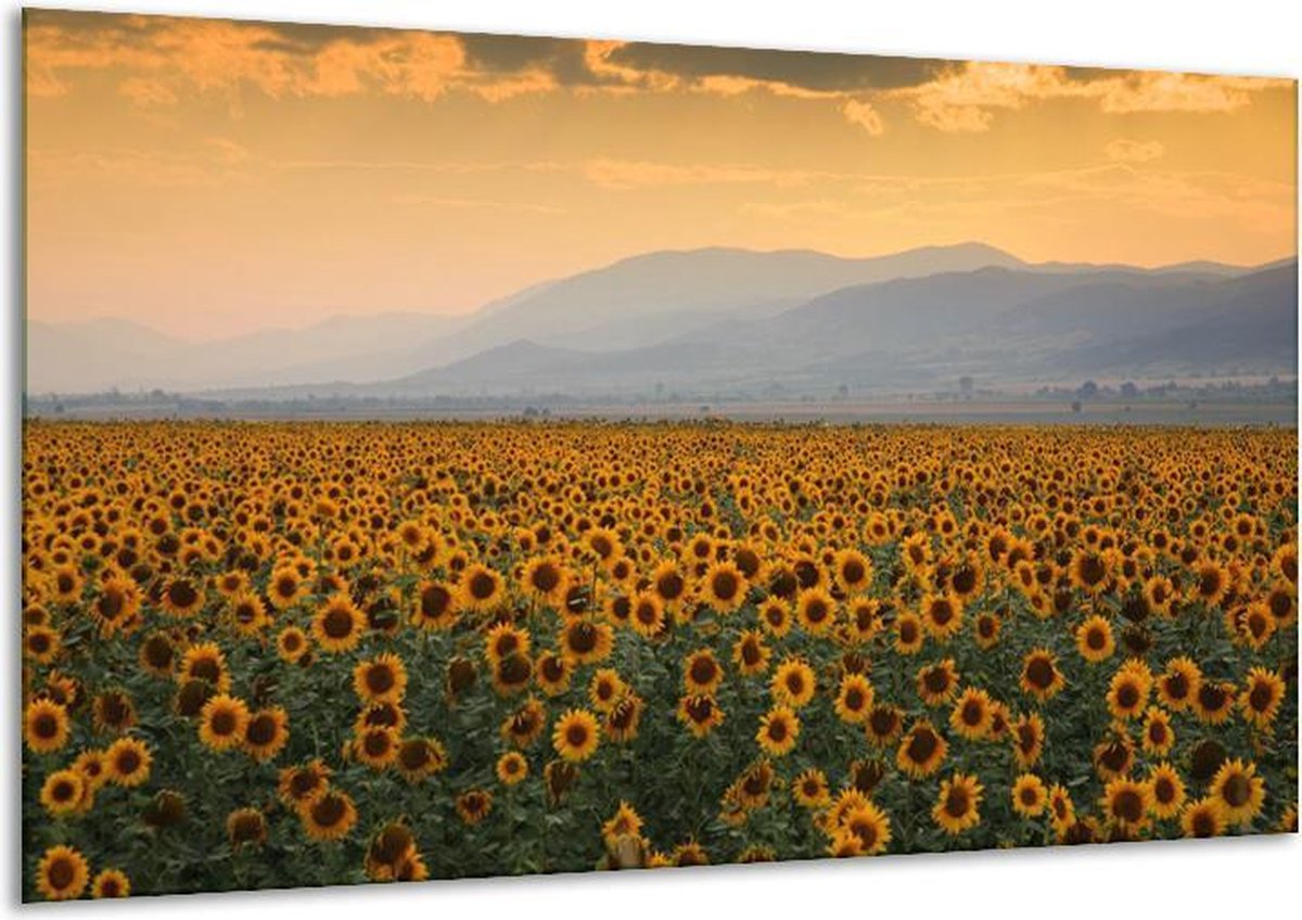 Glasschilderij Zonnebloemen - Geel, Bruin, Grijs - 120x70cm 1Luik - Foto Op Glas - Geen Acrylglas Schilderij - GroepArt 6000+ Glasschilderijen Art Collectie - Wanddecoratie - Woonkamer - Slaapkamer