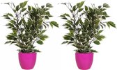 2x stuks groen/witte ficus kunstplant 40 cm met plantenpot fuchsia roze D13.5 en H12.5 cm