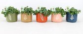Kamerplanten van Botanicly – 5 × Sedum tetractinum Coral Reef in keramische pot als set – Hoogte: 20 cm