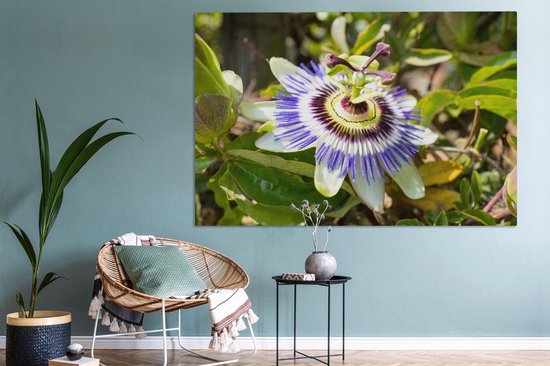 Tableau sur toile Gros plan d'une fleur de la passion violette - 150x100 cm - Décoration murale