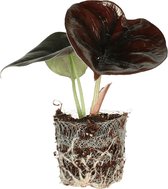 Alocasia Cuprea 'Red Secret' stekje