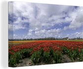 Tulipes rouges au Keukenhof en Holland méridionale 60x40 cm - Tirage photo sur toile (Décoration murale salon / chambre) / Peintures Fleurs sur toile