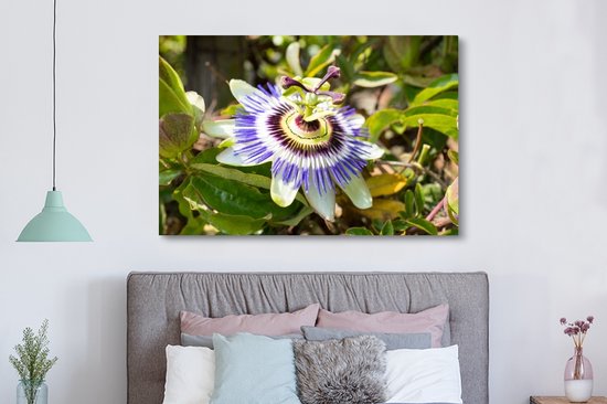 Tableau sur toile Gros plan d'une fleur de la passion violette - 150x100 cm - Décoration murale
