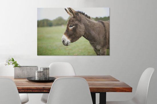 Gros plan âne nain 60x40 cm - Tirage photo sur toile (Décoration murale salon / chambre) / Peintures sur toile animaux sauvages