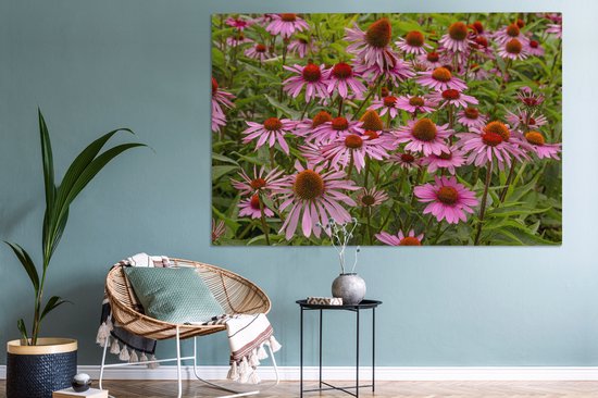Peintures sur toile - Fleurs d'échinacée colorées dans un environnement verdoyant - 150x100 cm - Décoration murale
