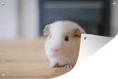 Muurdecoratie Schattige baby cavia - 180x120 cm - Tuinposter - Tuindoek - Buitenposter