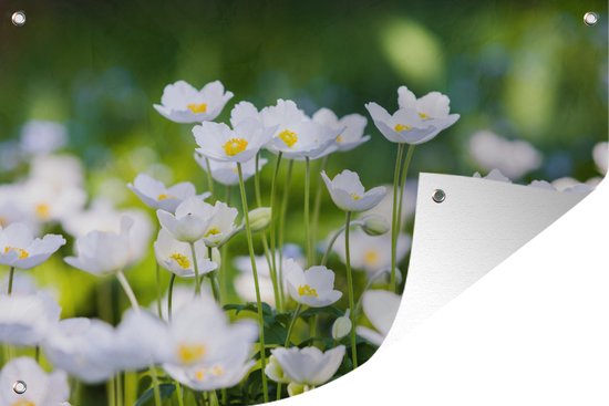 Tuinposter - Tuindoek - Tuinposters buiten - Kleine witte anemonen - 120x80 cm - Tuin