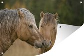 Gros plan de chevaux fjord câlins 180x120 cm XXL / Groot format!