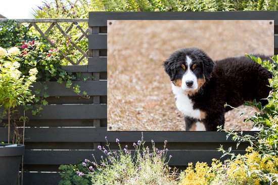 Berner chiot le matin affiche de jardin 120x80 cm - Toile de jardin / Toile d'extérieur / Peintures pour l'extérieur (décoration de jardin)