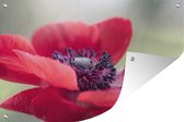 Tuindecoratie Rode anemoon - 60x40 cm - Tuinposter - Tuindoek - Buitenposter