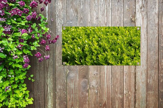 Close up of the Buxus Garden Poster 60x30 cm - petit - Toile de jardin / Toile d'extérieur / Peintures d'extérieur (décoration de jardin)