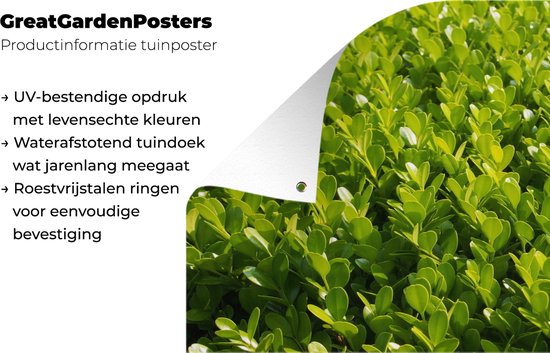 Close up of the Buxus Garden Poster 60x30 cm - petit - Toile de jardin / Toile d'extérieur / Peintures d'extérieur (décoration de jardin)