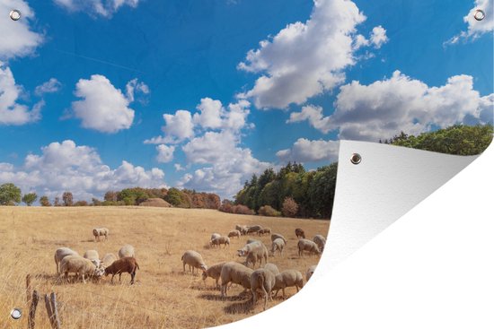 Poster de jardin avec moutons dans un champ sec sous ciel bleu, coin replié, avec œillets métalliques.