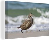 Canvas Schilderij Eidereend - Eend - Strand - 30x20 cm - Wanddecoratie