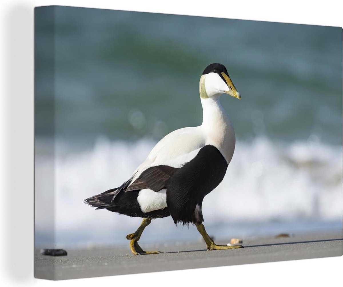 Canvas Schilderij Eend - Eidereend - Strand - 30x20 cm - Wanddecoratie op Prijzenvolger.com