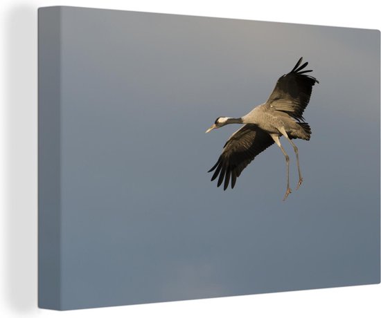 Sierlijke Europese kraanvogel tijdens zijn vlucht Canvas 140x90 cm - Foto print op Canvas schilderij (Wanddecoratie woonkamer / slaapkamer)