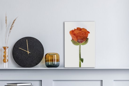 Pavot Oranje devant une toile de fond blanc 20x30 cm - petit - Tirage photo sur toile (Décoration murale salon / chambre) / Peintures Fleurs sur toile